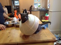 Cat photo thread