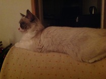 Feeling overwhelmed by new cat