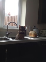 How to stop cats going on kitchen worktops?