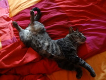 Cat photo thread