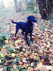 Do you have a picture of your happy dog that you wouldn't mind posting and me using on my page?