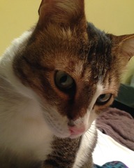 Cat photo thread