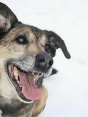 Do you have a picture of your happy dog that you wouldn't mind posting and me using on my page?