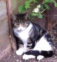 When do you stop looking for a lost cat?