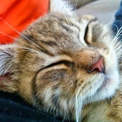 Cat photo thread