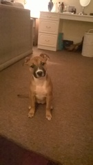 Can you help me to identify my dog's breed?