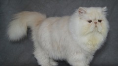 Feeling overwhelmed by new cat