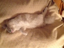 Ragdoll kitten or not?