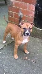 Can you help me to identify my dog's breed?
