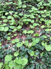 Please could you identify this weed?