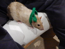 Super Furry Animal Photos - you know you want to...