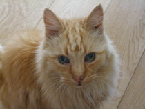 Cat photo thread