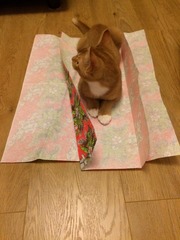 hope you all have a happy catmus