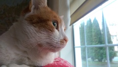 Cat photo thread