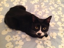 Cat photo thread
