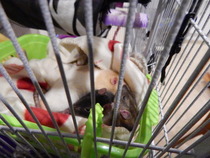 Super Furry Animal Photos - you know you want to...