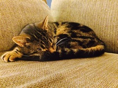 Cat photo thread