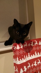 Cat photo thread