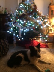 Dog-owner Virgin: what to do about the Christmas tree???