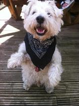 Do you have a picture of your happy dog that you wouldn't mind posting and me using on my page?