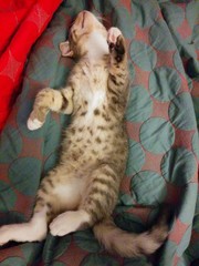 Cat photo thread