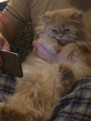 Feeling overwhelmed by new cat
