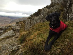 Do you have a picture of your happy dog that you wouldn't mind posting and me using on my page?