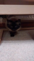 Cat photo thread