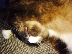 Cat photo thread
