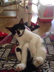 Cat photo thread