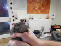 Super Furry Animal Photos - you know you want to...