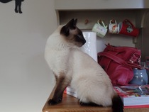 Cat photo thread