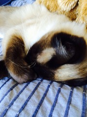 Cat photo thread
