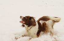 A Christmas thread for all our furry friends we've lost