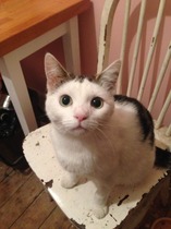 Cat photo thread