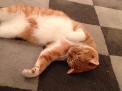 Cat photo thread