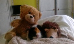 Super Furry Animal Photos - you know you want to...