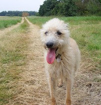 Do you have a picture of your happy dog that you wouldn't mind posting and me using on my page?