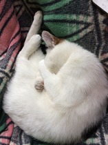 Cat photo thread