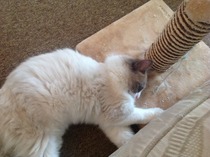 Feeling overwhelmed by new cat