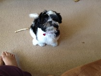 Spaying coming up, worried :-(