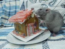 Super Furry Animal Photos - you know you want to...