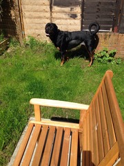 Do you have a picture of your happy dog that you wouldn't mind posting and me using on my page?