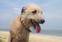 Do you have a picture of your happy dog that you wouldn't mind posting and me using on my page?