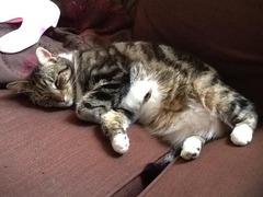 Cat photo thread