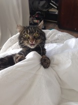 Cat photo thread