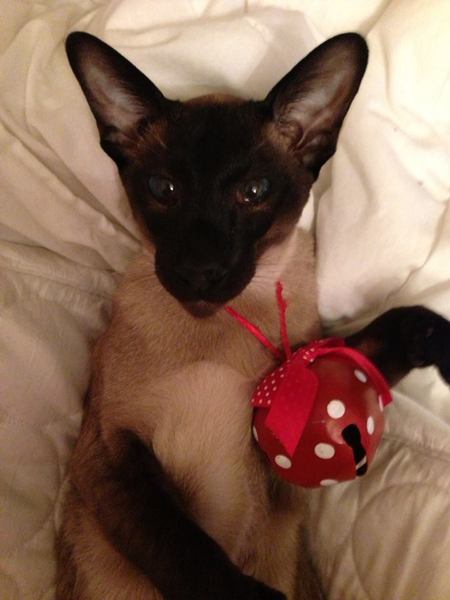 To think my cat is a vision of loveliness?