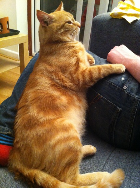 To think my cat is a vision of loveliness?