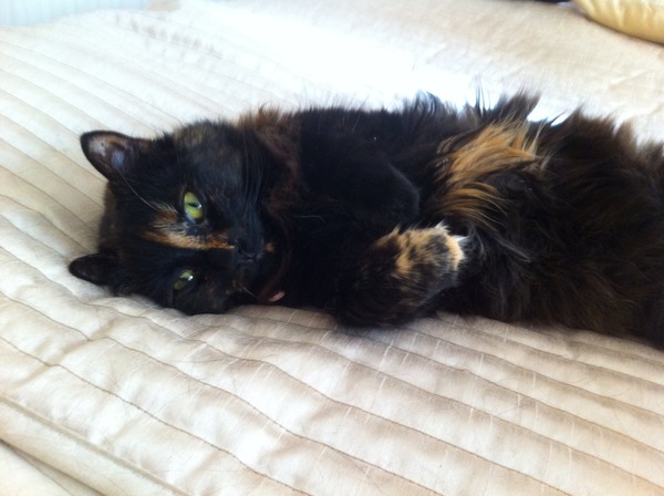 To think my cat is a vision of loveliness?