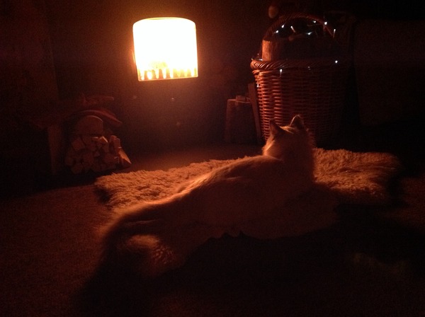 What kind of things do you do to pamper your cat?